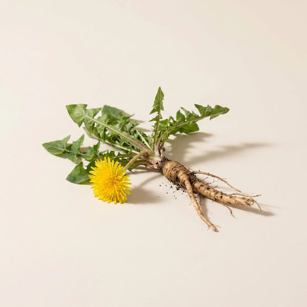 Dandelion Root
